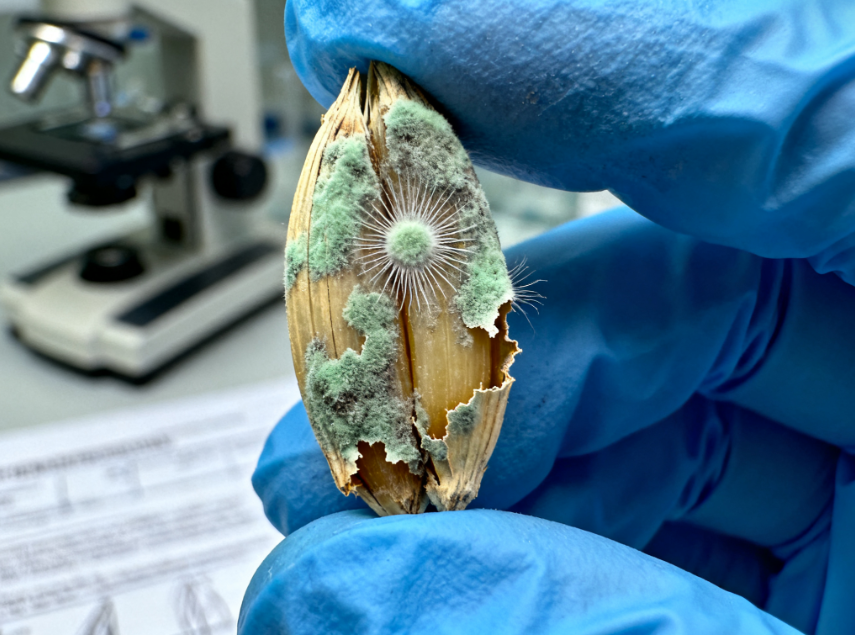 萊恩德真菌毒素檢測儀